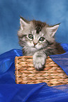 Maine Coon kitten in basket