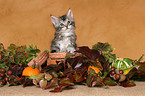 Maine Coon kitten in basket