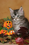 Maine Coon Kitten at Halloween