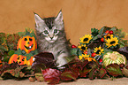 Maine Coon Kitten at Halloween