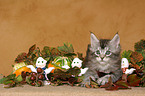 Maine Coon Kitten at Halloween