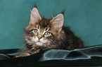 lying Maine Coon kitten