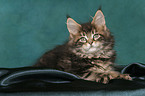 lying Maine Coon kitten