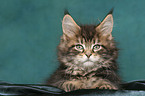 lying Maine Coon kitten