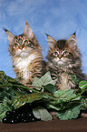 2 Maine Coons