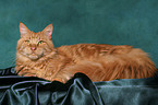 lying Maine Coon tomcat