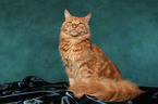 sitting Maine Coon tomcat