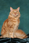 sitting Maine Coon tomcat