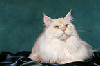 lying Maine Coon tomcat