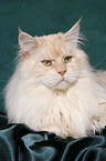 lying Maine Coon tomcat