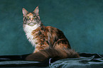 sitting colorful Maine Coon