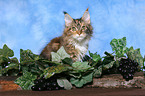 young Maine Coon Portrait