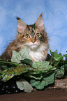 young Maine Coon Portrait