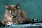 lying Maine Coon