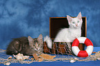 young Maine Coons