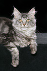 young maine coon