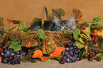 young maine coon in basket