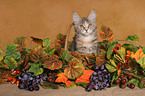 maine coon kitten in basket