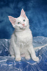 sitting Maine Coon kitten