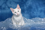 sitting Maine Coon kitten