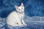 sitting Maine Coon kitten