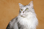 Maine Coon Portrait