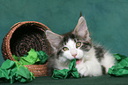 playing Maine Coon Kitten