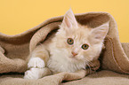 lying Maine Coon Kitten