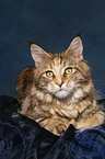 lying female Maine Coon