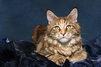 lying female Maine Coon