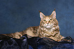 lying female Maine Coon