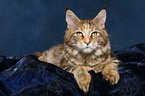 lying female Maine Coon