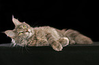 lying female Maine Coon