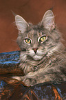 lying female Maine Coon