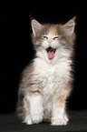 yawning Maine Coon Kitten