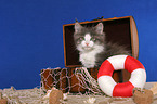 Maine Coon Kitten in chest