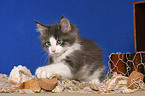 playing Maine Coon Kitten