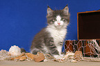 sitting Maine Coon Kitten