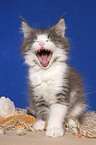 yawning Maine Coon Kitten