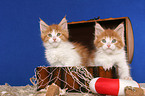 2 Maine Coon Kitten in chest