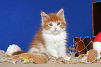 sitting Maine Coon Kitten