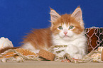 lying Maine Coon Kitten