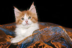 lying Maine Coon Kitten