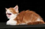 yawning Maine Coon Kitten