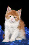 sitting Maine Coon Kitten