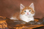 Maine Coon Kitten Portrait