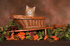 Maine Coon Kitten Portrait