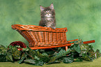 Maine Coon Kitten Portrait