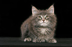 lyng Maine Coon Kitten