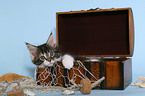 Maine Coon Kitten in chest